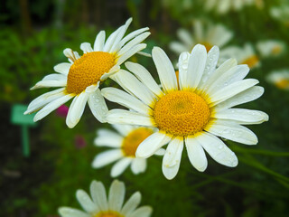 Fototapeta premium daisies in the garden