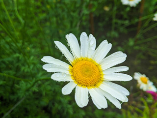 Obraz premium daisy flower in the grass