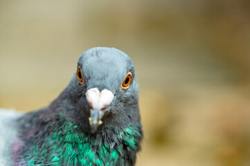 homing pigeon. close up of full body of speed racing pigeon bird. beauty rock dove. looking at camera. Fokus on eyes