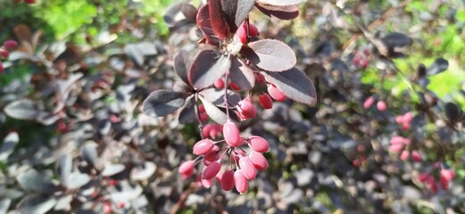 Obraz premium The barberry berries are close. In the background is a barberry bush. Autumn harvest of berries of Barberry.