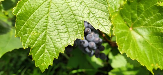 The grape leaf is close. Black grapes are visible in the background. Autumn harvest.