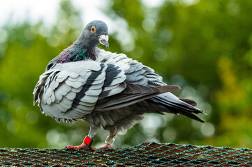 homing pigeon. close up of full body of speed racing pigeon bird with banding leg ring. beauty rock...