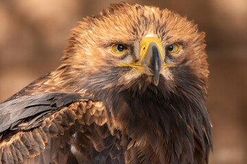 Adler