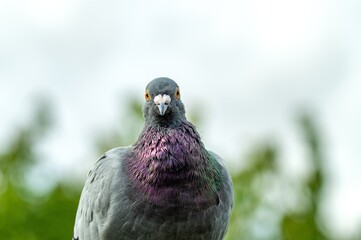 homing pigeon. close up of full body of speed racing pigeon bird. beauty rock dove. looking at camera