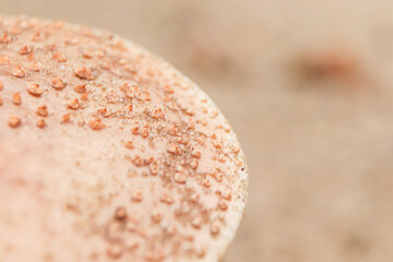 Mushroom cap close-up. Reddish specks on the cap of the mushroom.