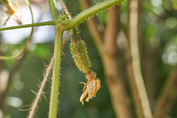Gurke klein