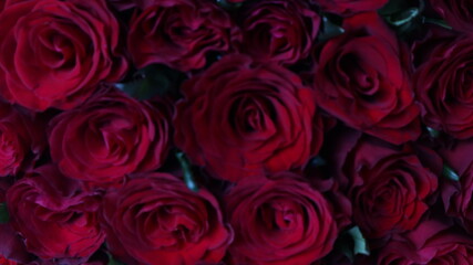 bouquet of red roses on a light background