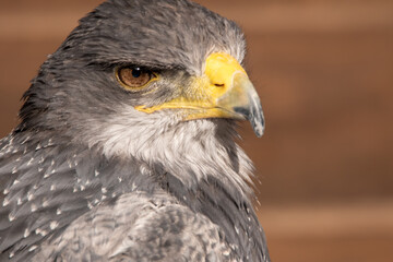 Kordillerenadler Blaubussard