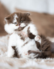 BKH und BLK Kiten Katzenbaby beim Entdecken der Welt 