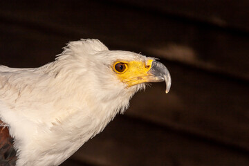 Schreiseeadler
