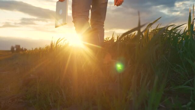 agriculture. smart farming technology. close-up of a farmer feet in rubber boots with a digital tablet walk on a green field of grass wheat at sunset. sunny beautiful light. working scientist with