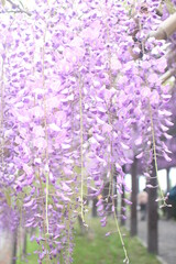 Close up of beautiful purple wisteria flowers, Kyoto, Japan, soft focus