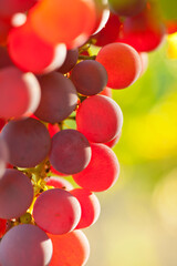 Extrem close-up of rose wine grapes in the morning sun
