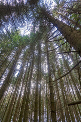 Fototapeta premium Wald