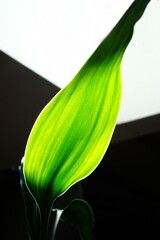 green leaf of the house plant close-up in front of the sunbeam