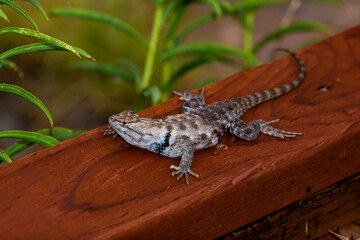 Desert Spiny Lizard (Sceloporus magister) Morning Sunning