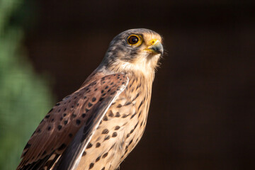Falke