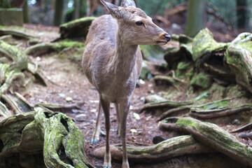 Beautiful and cute deer in a small jungle at Nara, Japan, soft focus