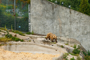 Bear at the Korkeasaari Zoo in Helsinki at summer
