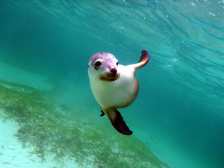 A friendly sea lion under the sea