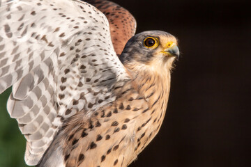 Falke