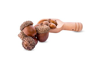 brown acorn isolated on white background