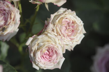 blooming rose in rose garden 