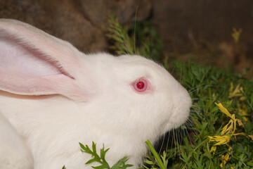 white rabbit with red eyes eat greens. Domesticated rabbit in his house