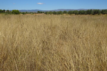 Dry Yellow Country Grass Landscape