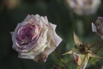 blooming rose in rose garden 