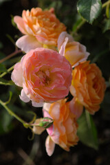 blooming rose in rose garden 