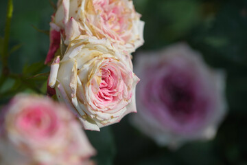 blooming rose in rose garden 