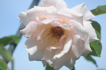 blooming rose in rose garden 
