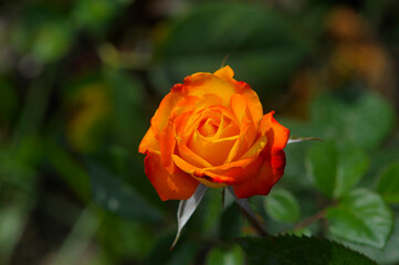 blooming rose in rose garden 