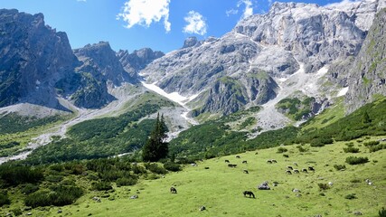 Kühe, Rinder auf der Alm, im Hochgebirge der Alpen