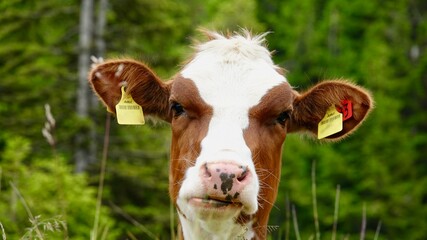 Kühe, Rinder auf der Alm, im Hochgebirge der Alpen
