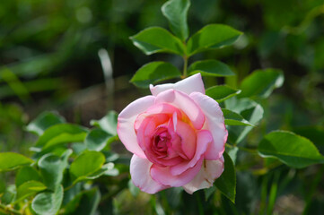 blooming rose in rose garden 