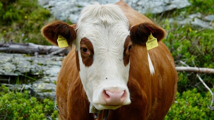 Kühe, Rinder auf der Alm, im Hochgebirge der Alpen