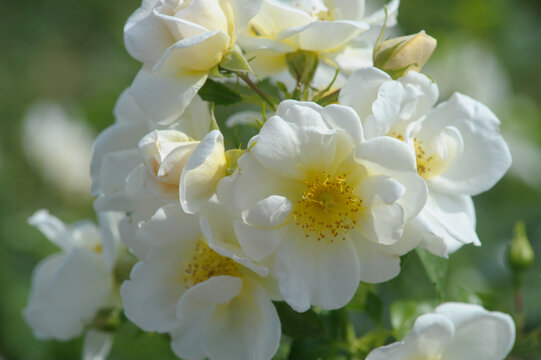 blooming rose in rose garden 