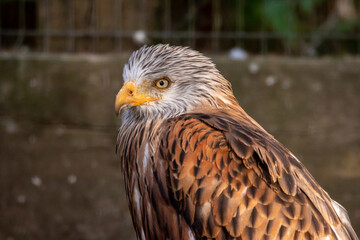 Bussard