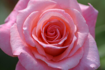 blooming rose in rose garden 