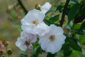blooming rose in rose garden 