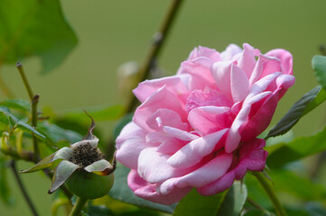 blooming rose in rose garden 