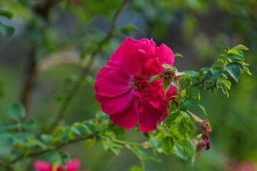 blooming rose in rose garden 