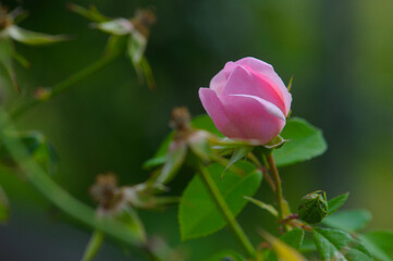 blooming rose in rose garden 