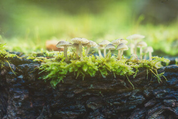 Champignon dans le jardin