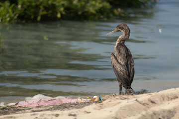 Socotra cormorant, a threatened species of cormorant that is endemic to the Persian Gulf and the south-east coast of the Arabian Peninsula, on the northern coast of Qatar
