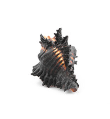 Sea shell isolated on a white background