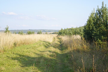 road in the forest steppe
