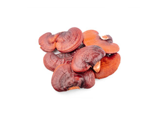 Lingzhi Mushroom Ganoderma Lucidum Isolated on white background
